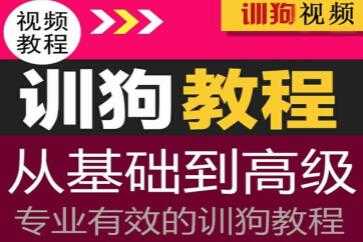 专业训狗视频教程，从初级基础到高级训狗教程视频-冒泡网