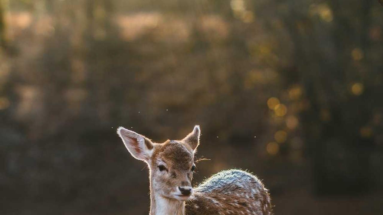 图片[3]-冒泡网赚：如何利用平台实现多元化收益策略-冒泡网