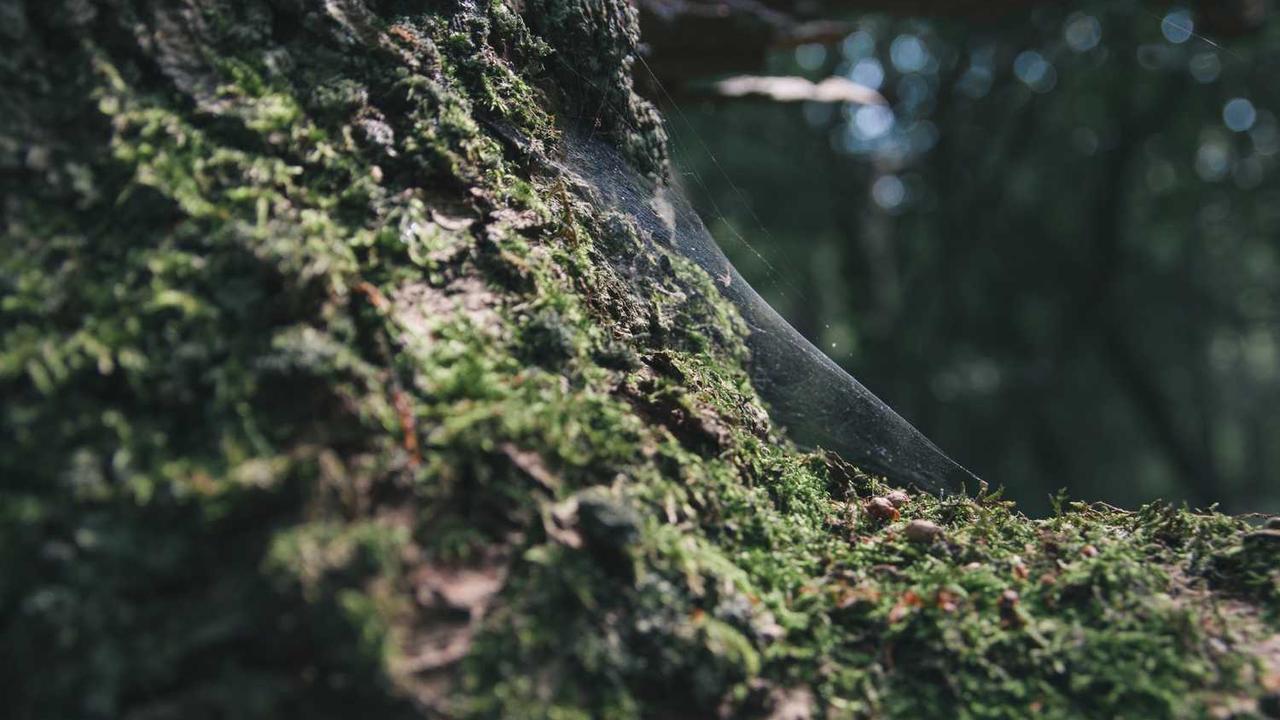 图片[3]-掌握冒泡网的赚钱技巧，实现在线收入增长的有效策略-冒泡网