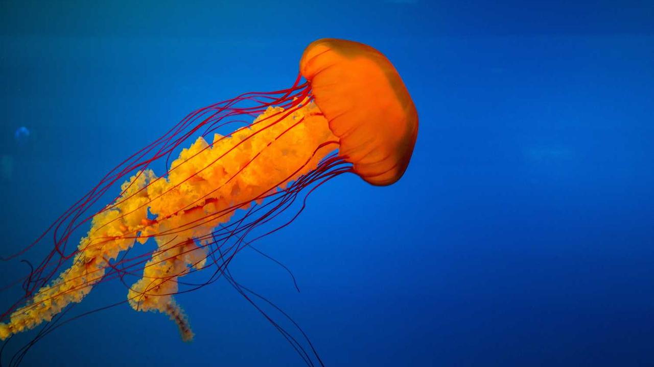 **冒泡社区：创新与知识共享的前沿平台**-冒泡网