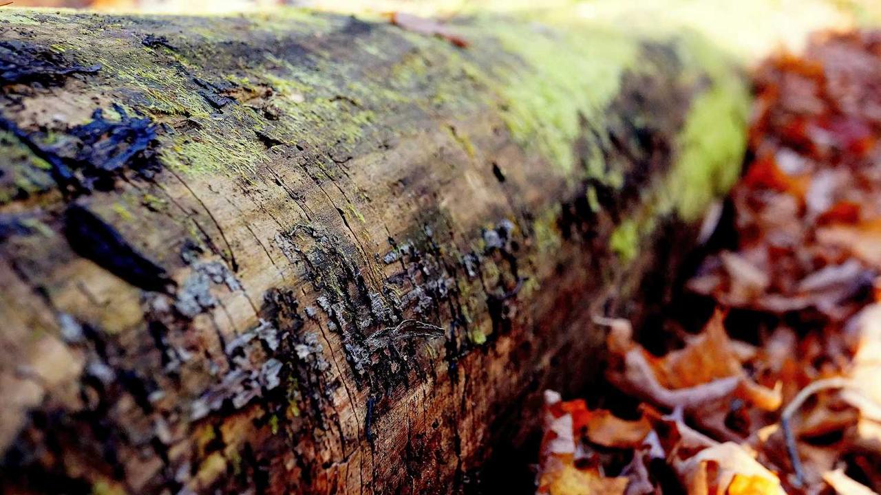 **冒泡项目社区：赋能创作者与投资者的互动平台**-冒泡网