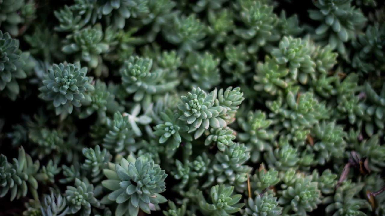 **冒泡社区：推动数字内容创作者的创新与合作**-冒泡网